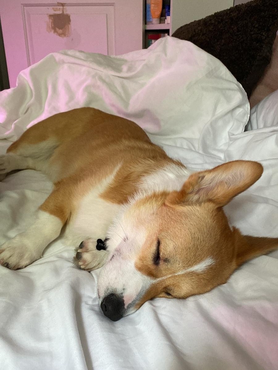 Corgi sleeping peacefully